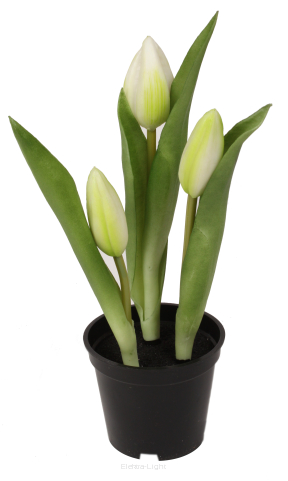 Tulipan gumowany w doniczce CV10551 h20/śr7,5cm