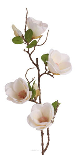 Magnolia gałązkowa x4 HD9251 85cm
