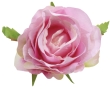 liliowy róż