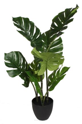 Monstera w doniczce 83cm CH03019883