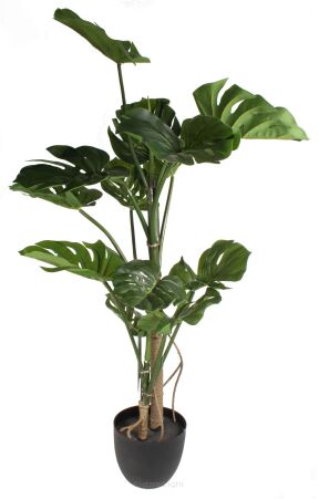 Monstera w doniczce CH12619600 120cm