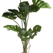 Monstera w doniczce CH12619600 120cm