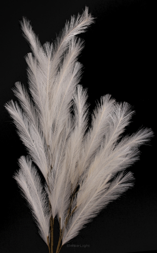 Pampas gałązka CV23335