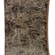 Susz Grey moss 150gr/box natural 495311