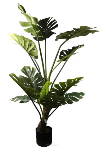 Monstera w doniczce CV17394