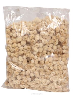 Casuarina pods wyb.-susz pacz500g Bleached I046WPACZ