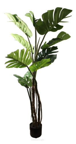 Monstera 140cm 219CAN4511L