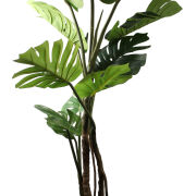 Monstera 140cm 219CAN4511L