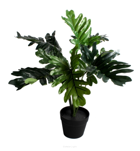 Monstera w doniczce CV11175 65cm