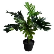 Monstera w doniczce CV11175 65cm