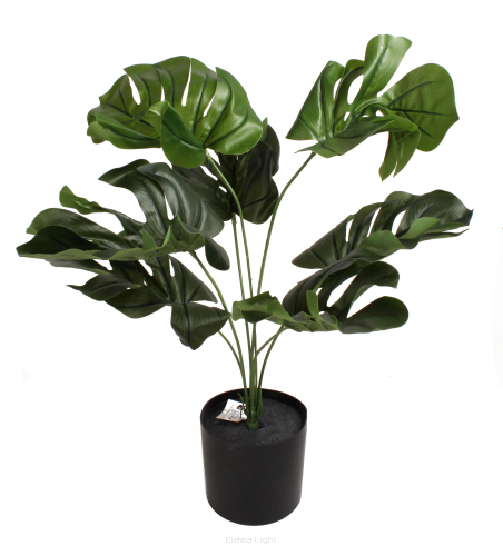 Monstera w doniczce 45cm CV17651 52cm/śr11cm