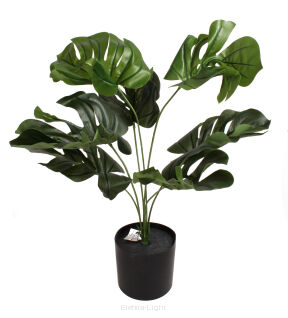 Monstera w doniczce 45cm CV17651 52cm/śr11cm