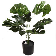 Monstera w doniczce 45cm CV17651 52cm/śr11cm