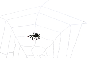 Pajęczyna z pająkiem TG23039