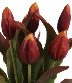 Bukiet gumowych tulipanów CV23521