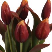 Bukiet gumowych tulipanów CV23521